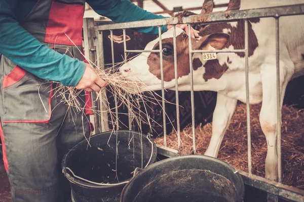 Karmienie w oborze gospodarstwa mlecznego rolnika. — Zdjęcie stockowe