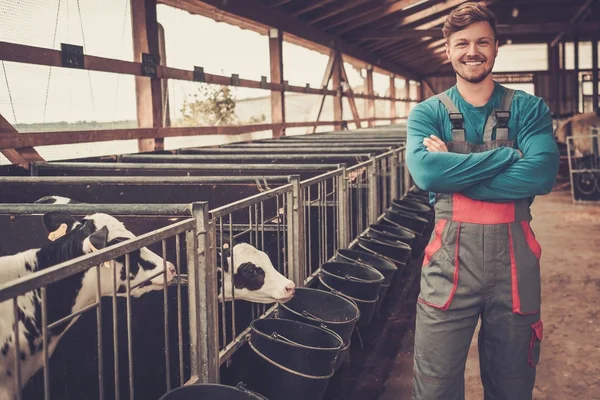 Кормление фермеров в коровнике на молочной ферме . — стоковое фото