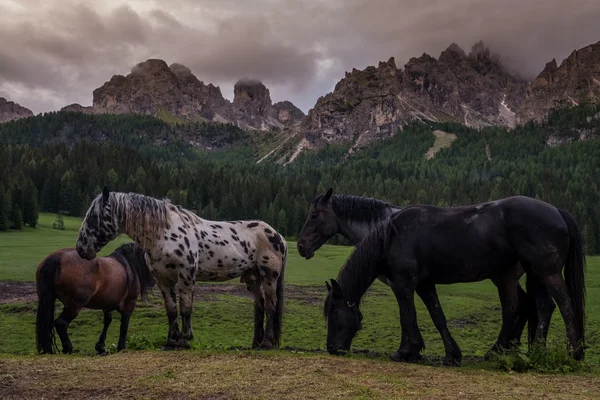 Wild horses is grazing near mountain forest landscape. — Stock Photo, Image