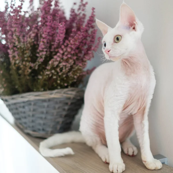 可敬的白猫的肖像 — 图库照片