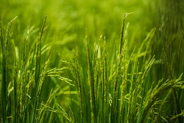 背の高い緑の草の上で閉じる — ストック写真