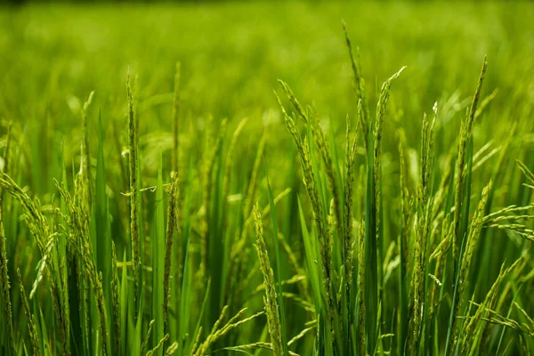 背の高いライトグリーン草の背景 — ストック写真