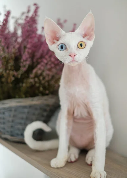 Rozkošná kočka s krásnýma očima Podívejte se na fotoaparát — Stock fotografie