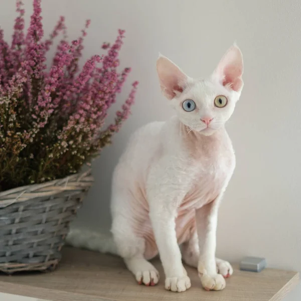 Lovely Cat with Beautiful Eyes Lihat ke kamera Stok Foto Bebas Royalti