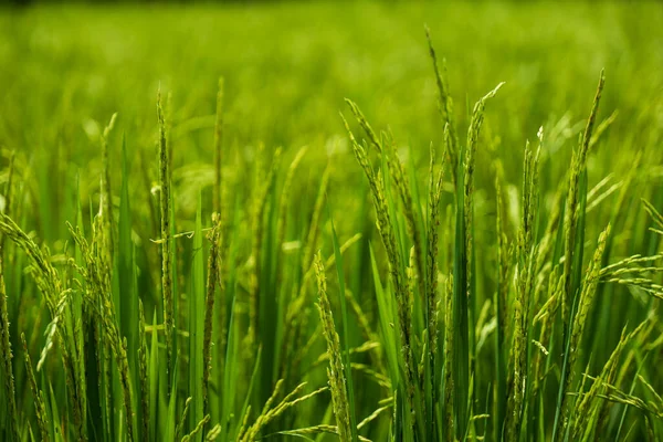 พื้นหลังหญ้าสีเขียวอ่อนสูง ภาพสต็อก