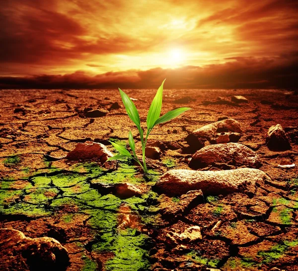 Grön växt växer tråg död jord — Stockfoto