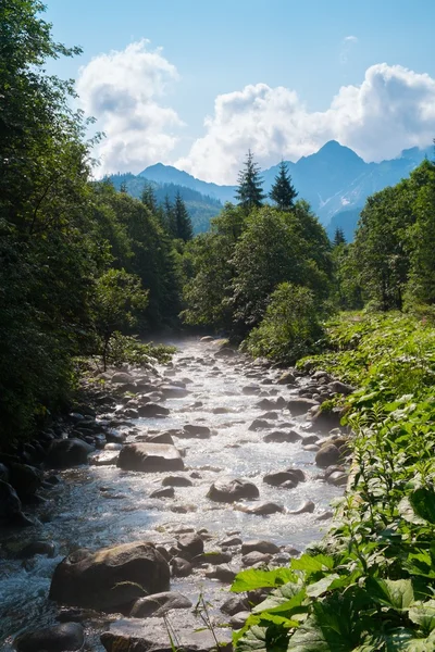 Rychlá řeka v horském lese — Stock fotografie