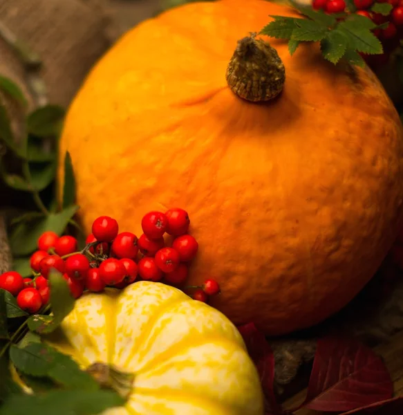 Thanksgiving day autumnal still life — Stock Photo, Image