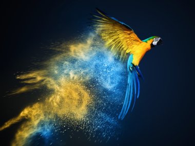Flying Ara parrot over colourful powder explosion clipart