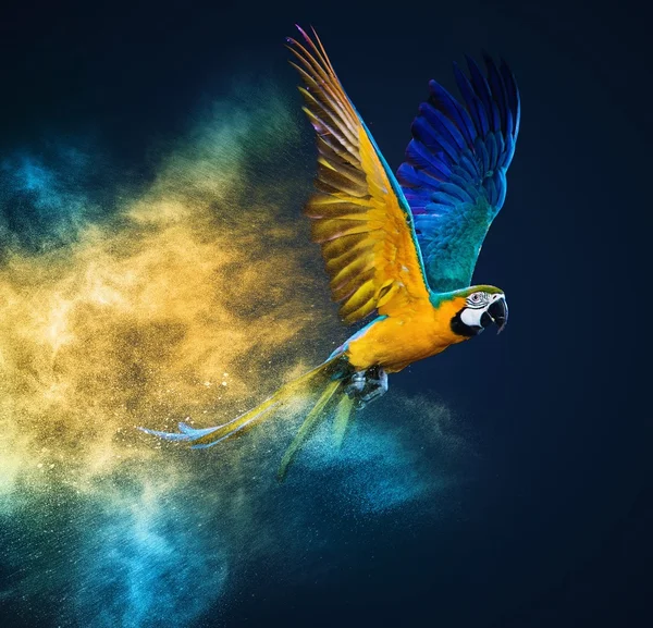 Latająca papuga Ara na wybuch kolorowy proszek — Zdjęcie stockowe