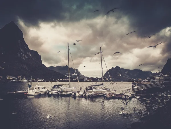 Mouettes survolant un bateau près d'un mouillage dans le village de Reine, Norvège — Photo