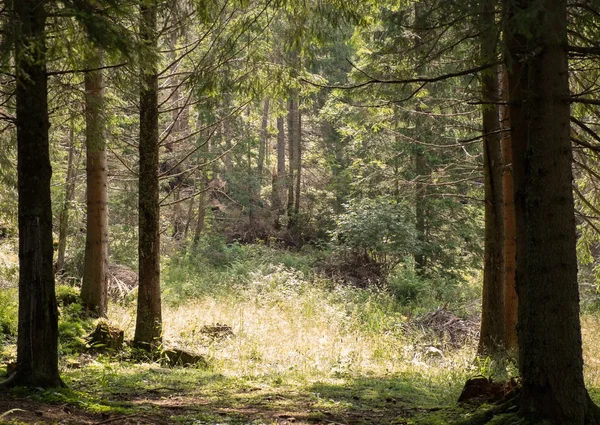 Schöner Wald an einem sonnigen Tag — Stockfoto