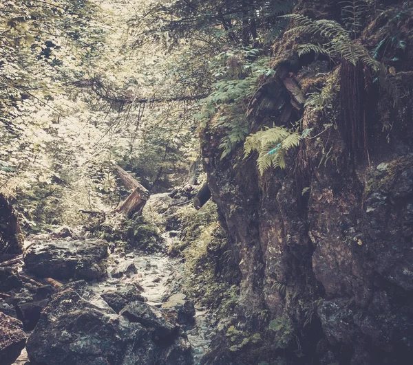 Arroyo en un bosque de montaña —  Fotos de Stock