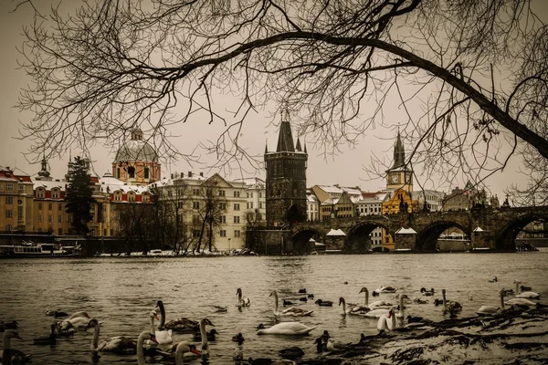 Dużo łabędzie w pobliżu mostu Karola w Pradze — Zdjęcie stockowe