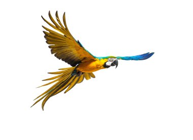 Colourful flying parrot isolated on white  clipart