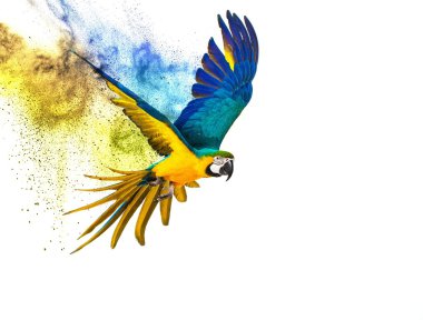 Colourful flying parrot isolated on white  clipart