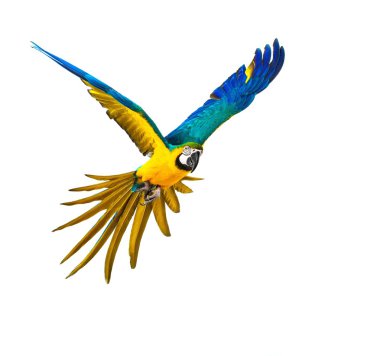Colourful flying parrot isolated on white  clipart