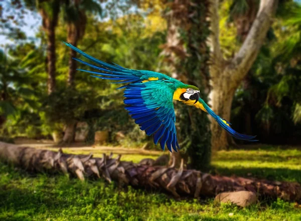 Colorido loro volador en el paisaje tropical —  Fotos de Stock