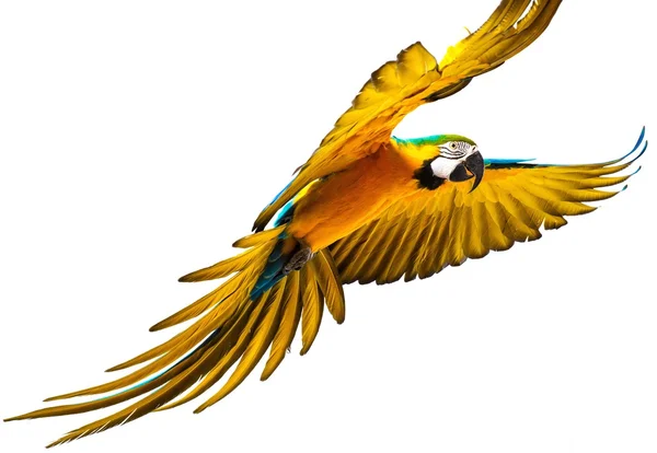 Bunter fliegender Papagei isoliert auf weißem Grund — Stockfoto