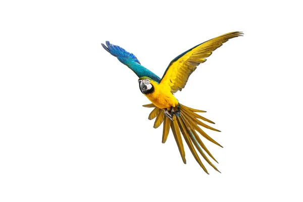 Bunter fliegender Papagei isoliert auf weißem Grund — Stockfoto