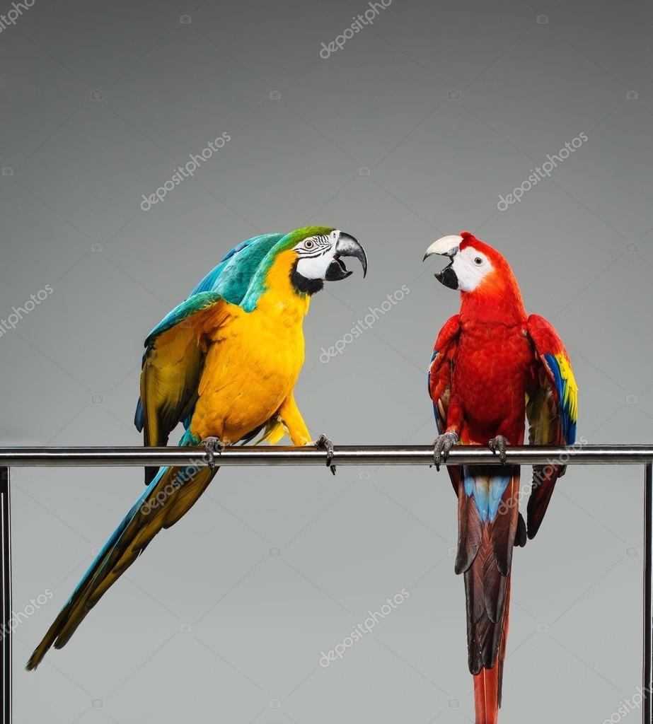 Two colourful parrots fighting on a perch — Stock Photo © nejron 57718267