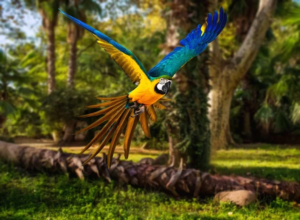 Bunter fliegender Papagei in tropischer Landschaft — Stockfoto
