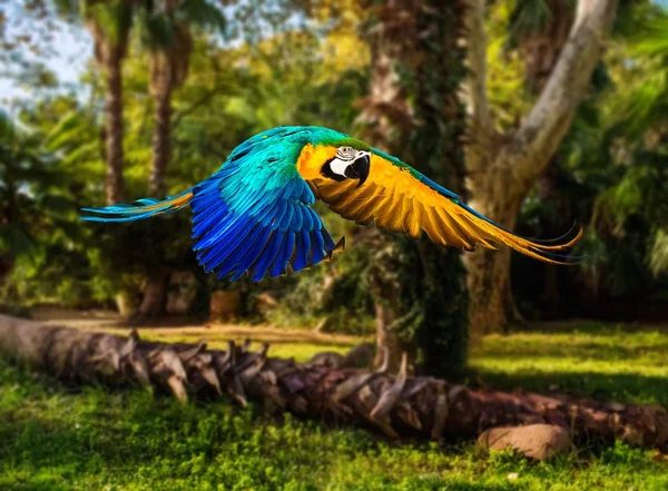 Papagaio voador colorido na paisagem tropical — Fotografia de Stock
