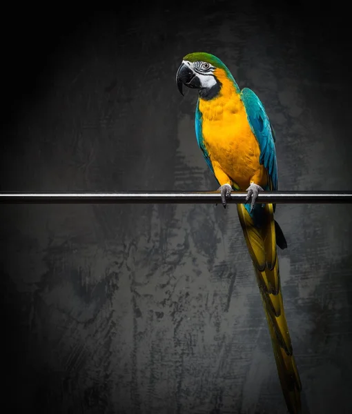 Colorido loro sentado en una percha — Foto de Stock