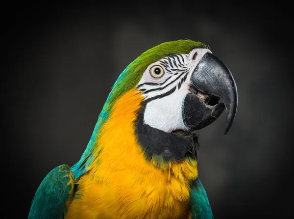 Primer plano colorido del loro — Foto de Stock