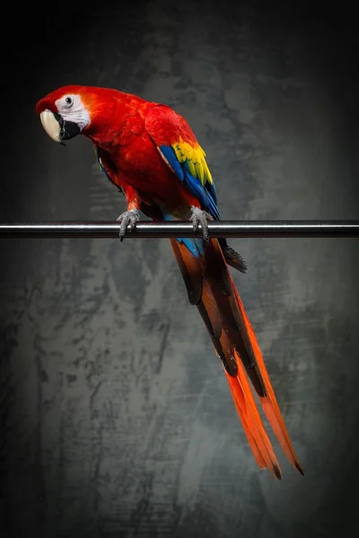 Colourful parrot sitting on a perch — Stock Photo, Image