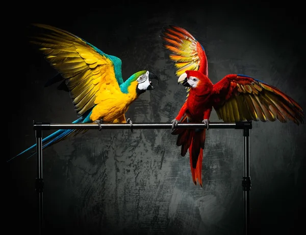 Dois papagaios coloridos lutando — Fotografia de Stock