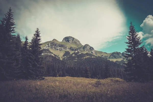 Montaña entre hermoso bosque en Tatras — Foto de Stock
