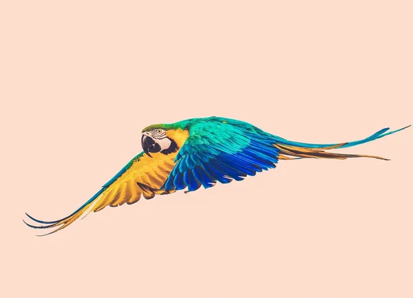 Létající papoušek laděných — Stock fotografie