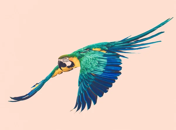 Latająca papuga stonowanych — Zdjęcie stockowe