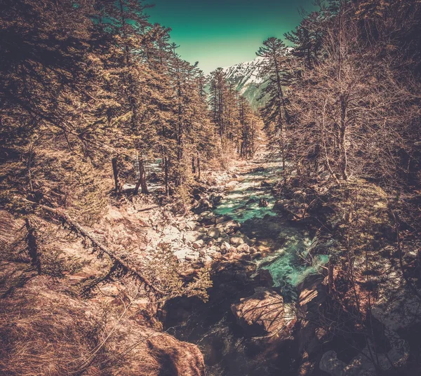 Rychlá řeka v horském lese — Stock fotografie