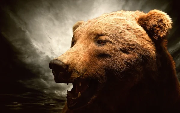 Urso castanho contra o céu tempestuoso — Fotografia de Stock