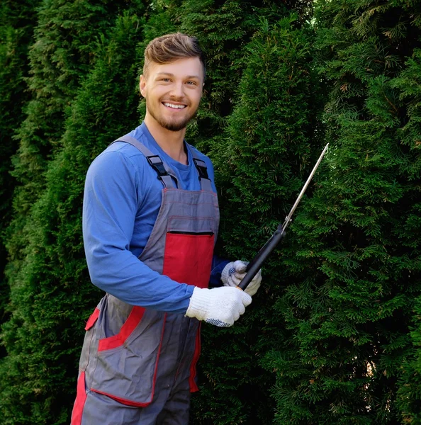 Gardener cutting trees with clippers — Stock Photo, Image