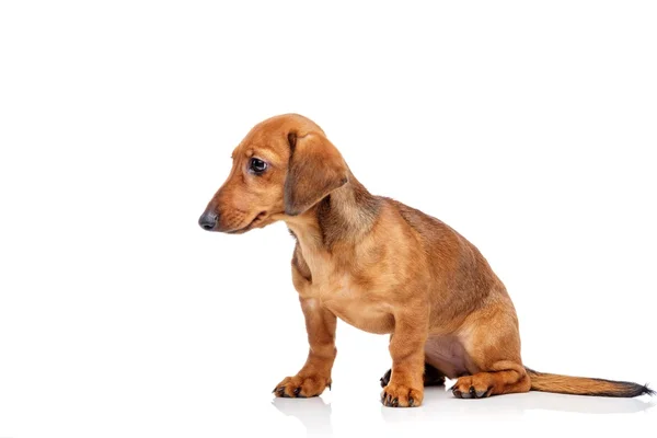 Dachshund beyaz üzerine izole — Stok fotoğraf