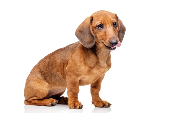 Dachshund geïsoleerd op wit — Stockfoto