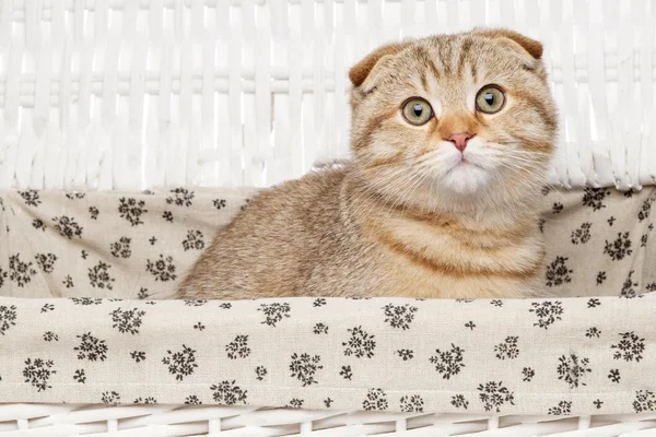 Scottish fold katt i en låda — Stockfoto