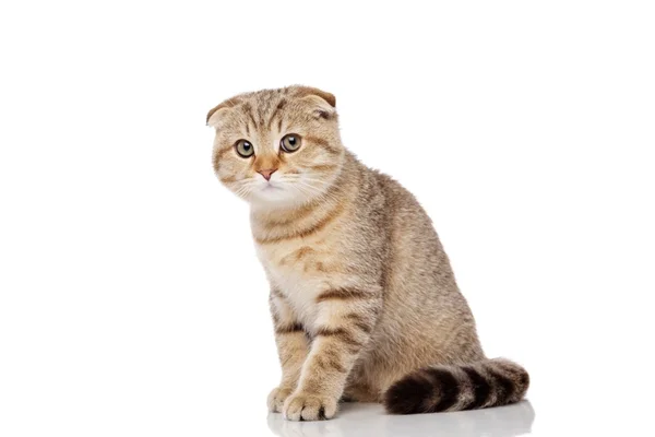 Schottische Faltenkatze — Stockfoto