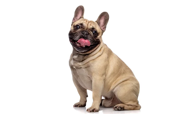 Funny bulldog isolated on  white — Stock Photo, Image