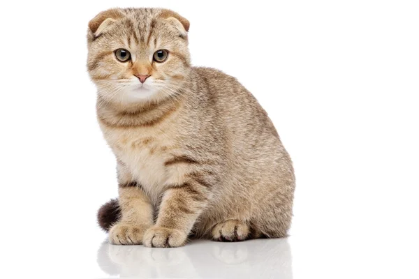 Scottish fold cat — Stock Photo, Image