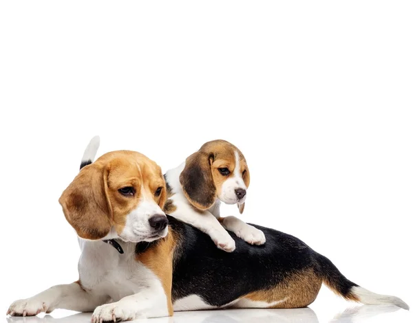 Όμορφη beagle οικογένεια απομονωθεί σε λευκό — Φωτογραφία Αρχείου