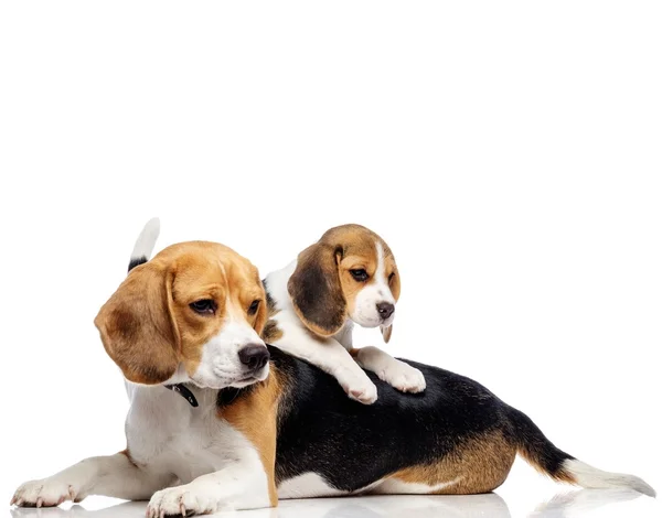 Mooie beagle familie geïsoleerd op wit — Stockfoto