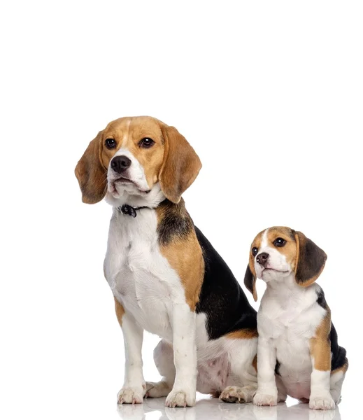 Beautiful beagle family — Stock Photo, Image