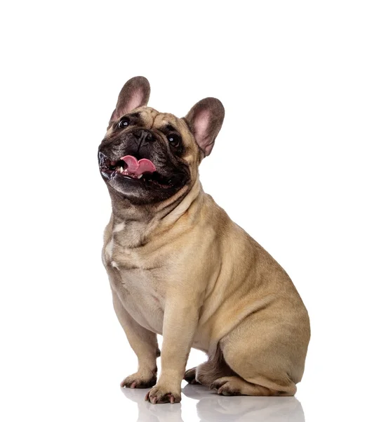 Blick auf lustige Bulldogge — Stockfoto