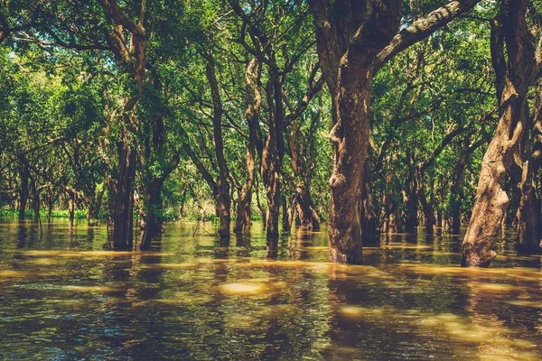 Inundados árboles en la selva tropical de manglares. Kampong Phluk aldea — Foto de Stock