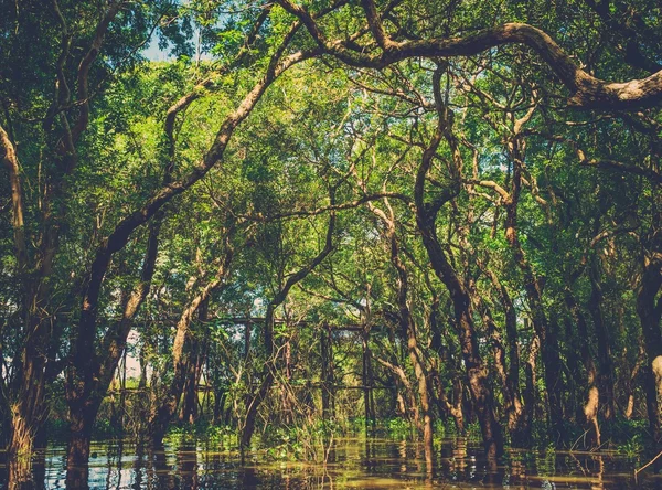 Árvores inundadas na floresta tropical do mangue. Kampong aldeia de Phluk — Fotografia de Stock