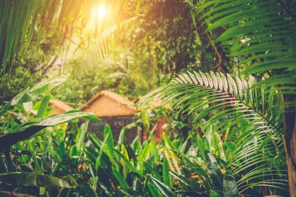 Sole splendente nella giungla verde tropicale — Foto Stock
